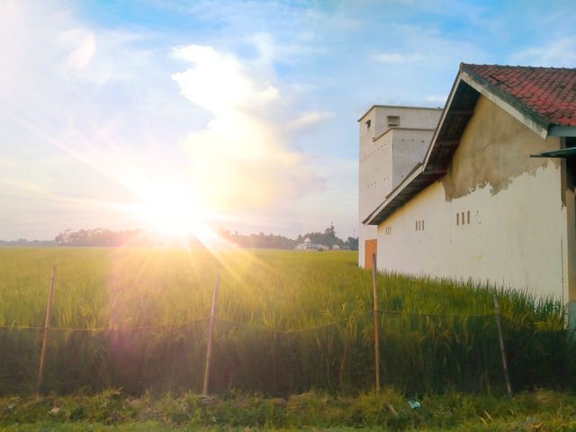 The cottage, rice plants, and a warm summer sun - the perfection of an afternoon in the village.