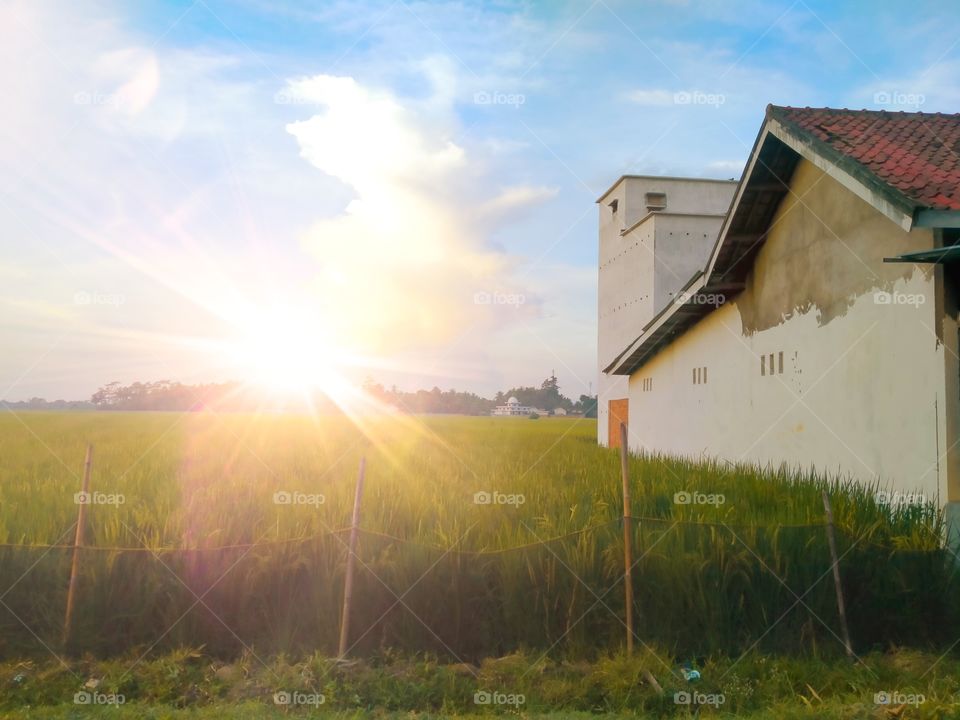 The cottage, rice plants, and a warm summer sun - the perfection of an afternoon in the village.