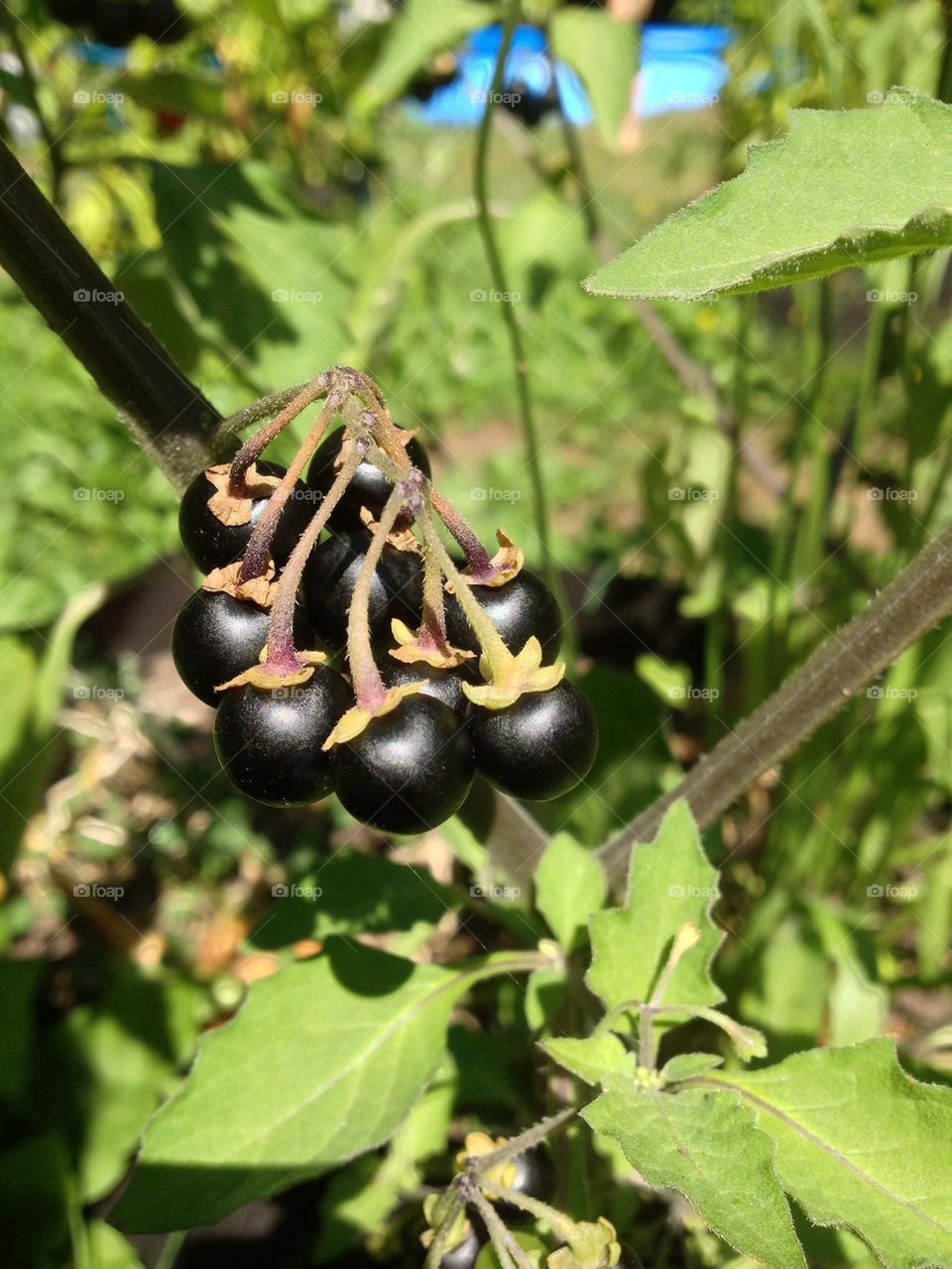 Very black berrys