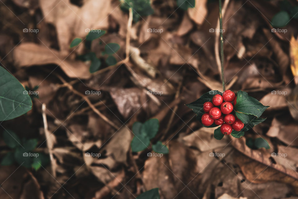 I noticed beautiful color of this plant witj small round shape fruit, not edible, beautifully grows among the fallen dry leaves on the ground, love the contrast and composition