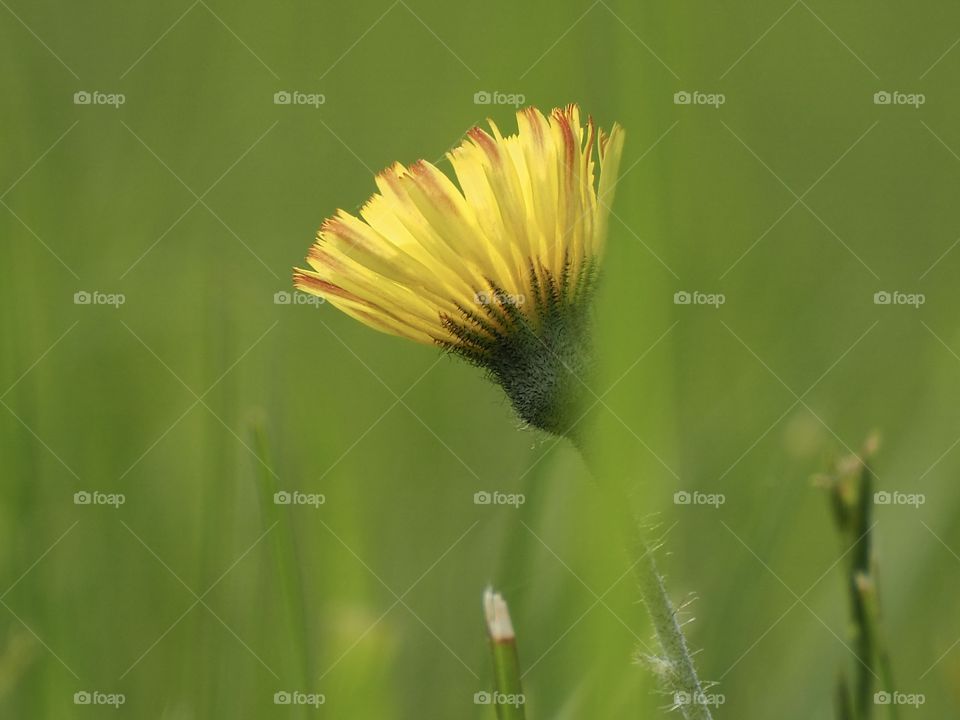 In the dreamy meadow