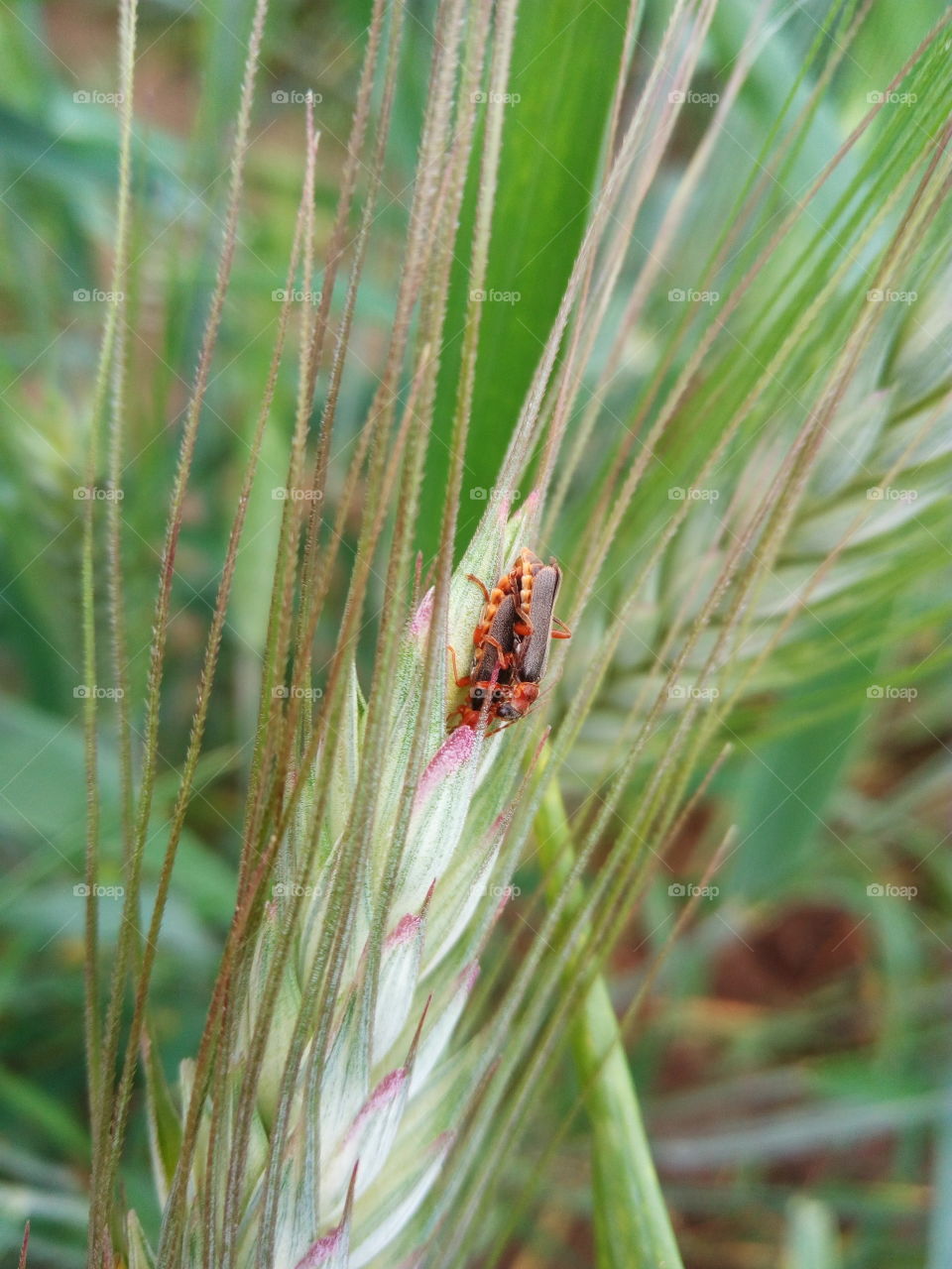 copulation of bugs in wild nature
