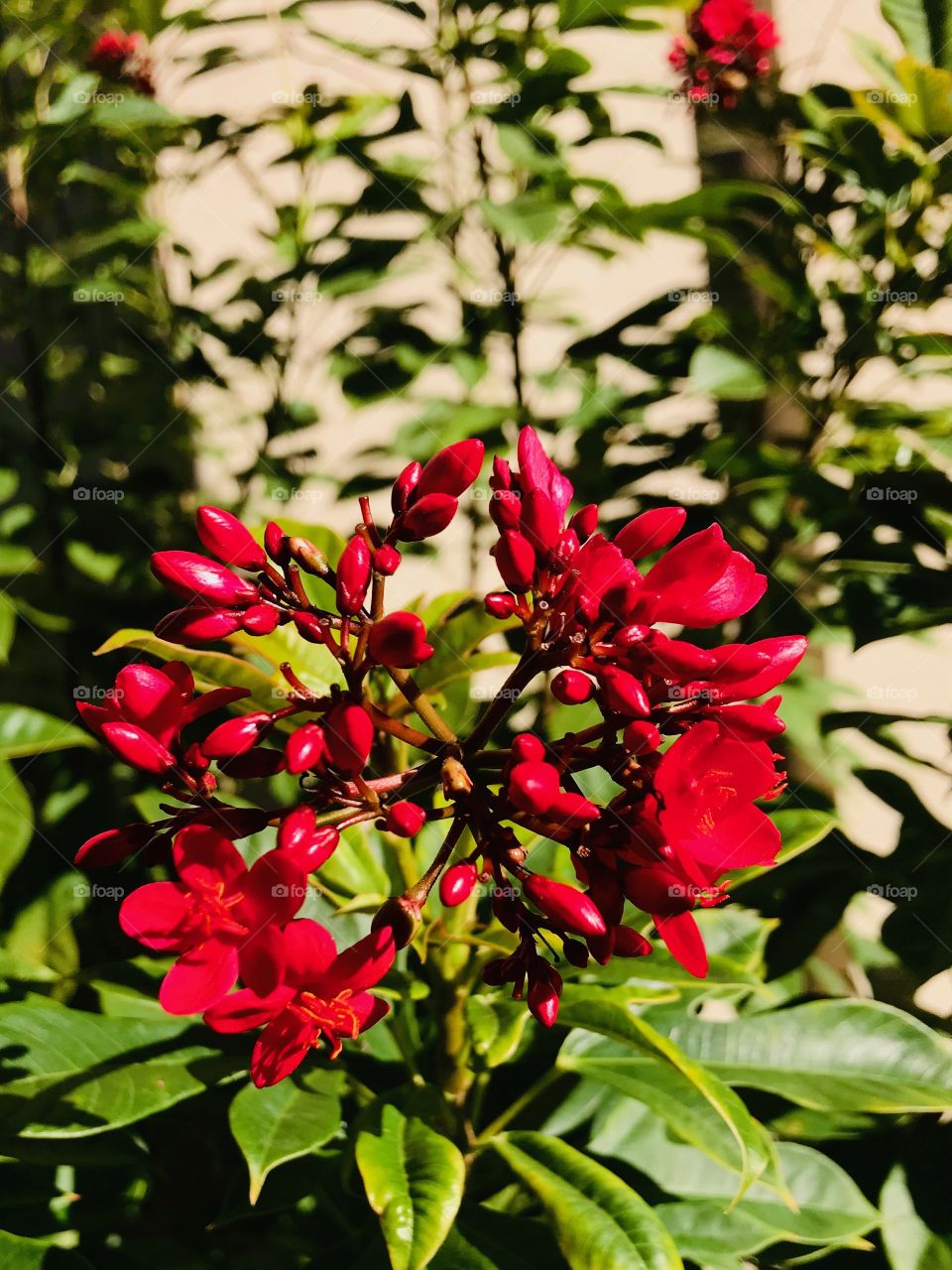 Red flowers 
