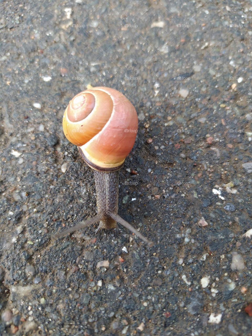 snail