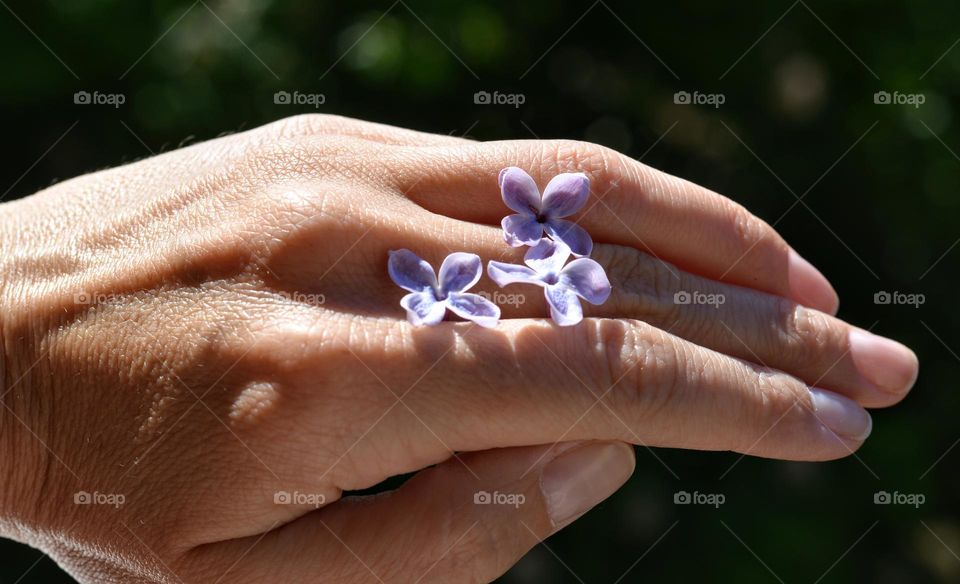 spring lilac purple flowers and female hand beautiful nature