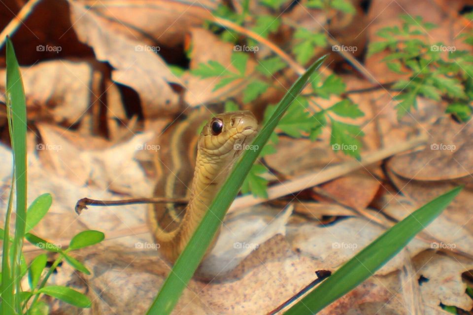 Cool Temps Have This Guy Moving Slow. 