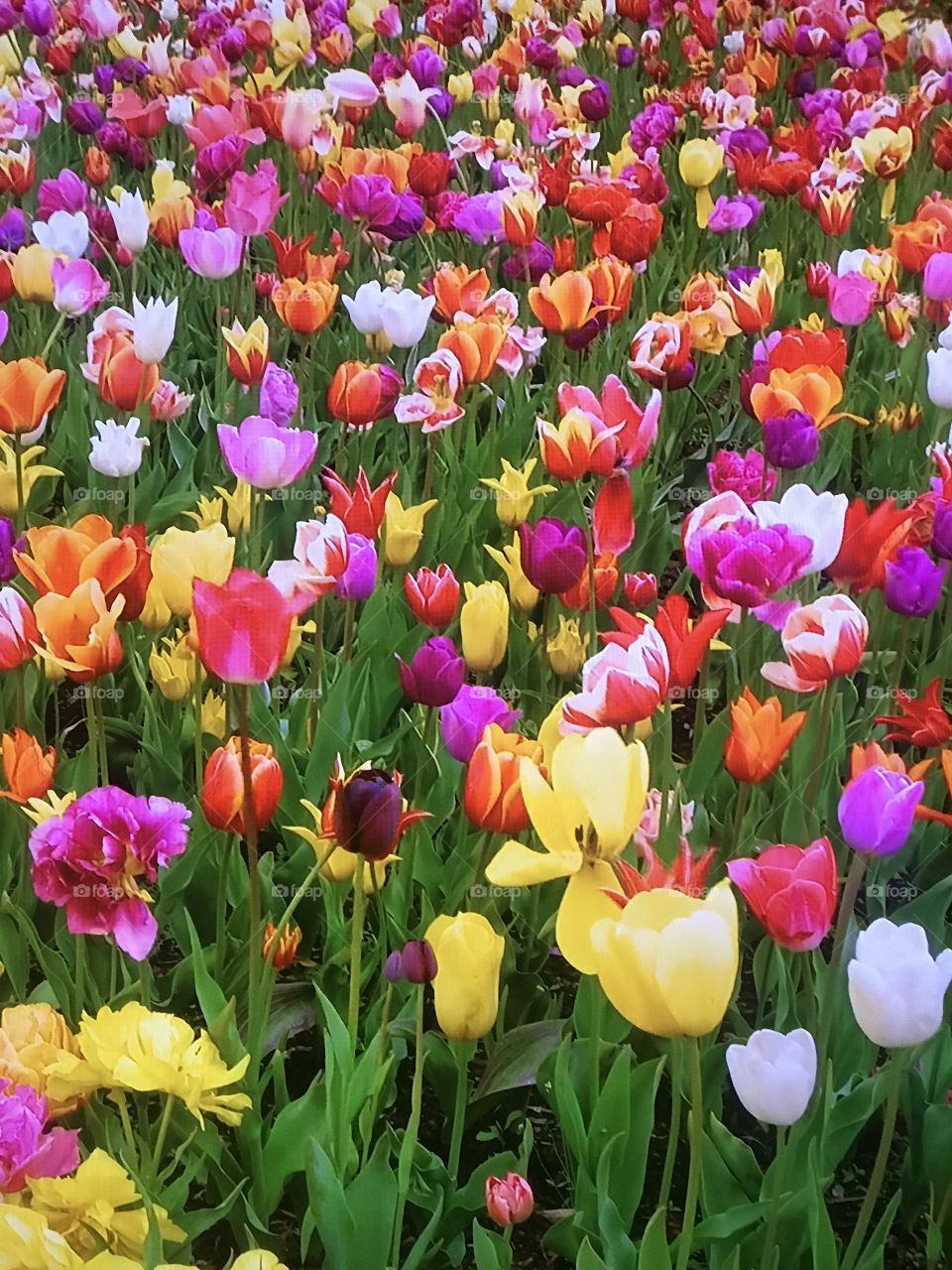 Tulip paradise 