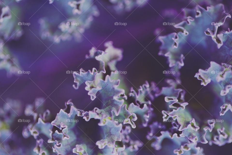 Close-up of a purple kale