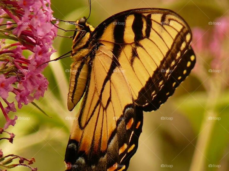 Tiger butterfly 