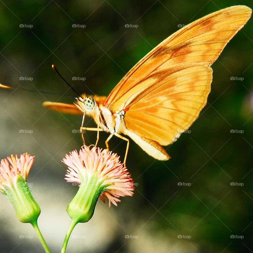 the Orange butterfly on the flower