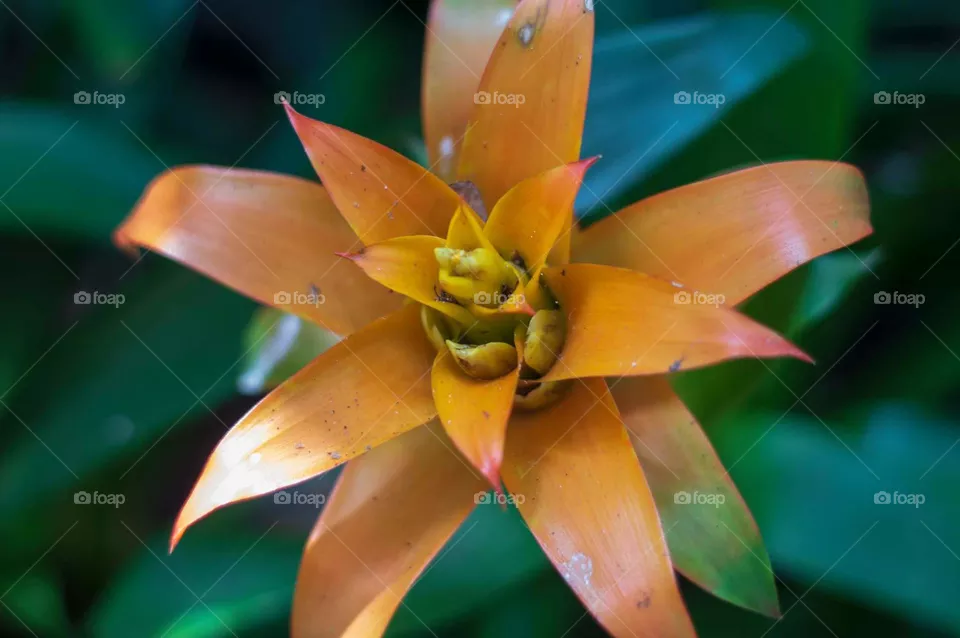 Beautifully Orange