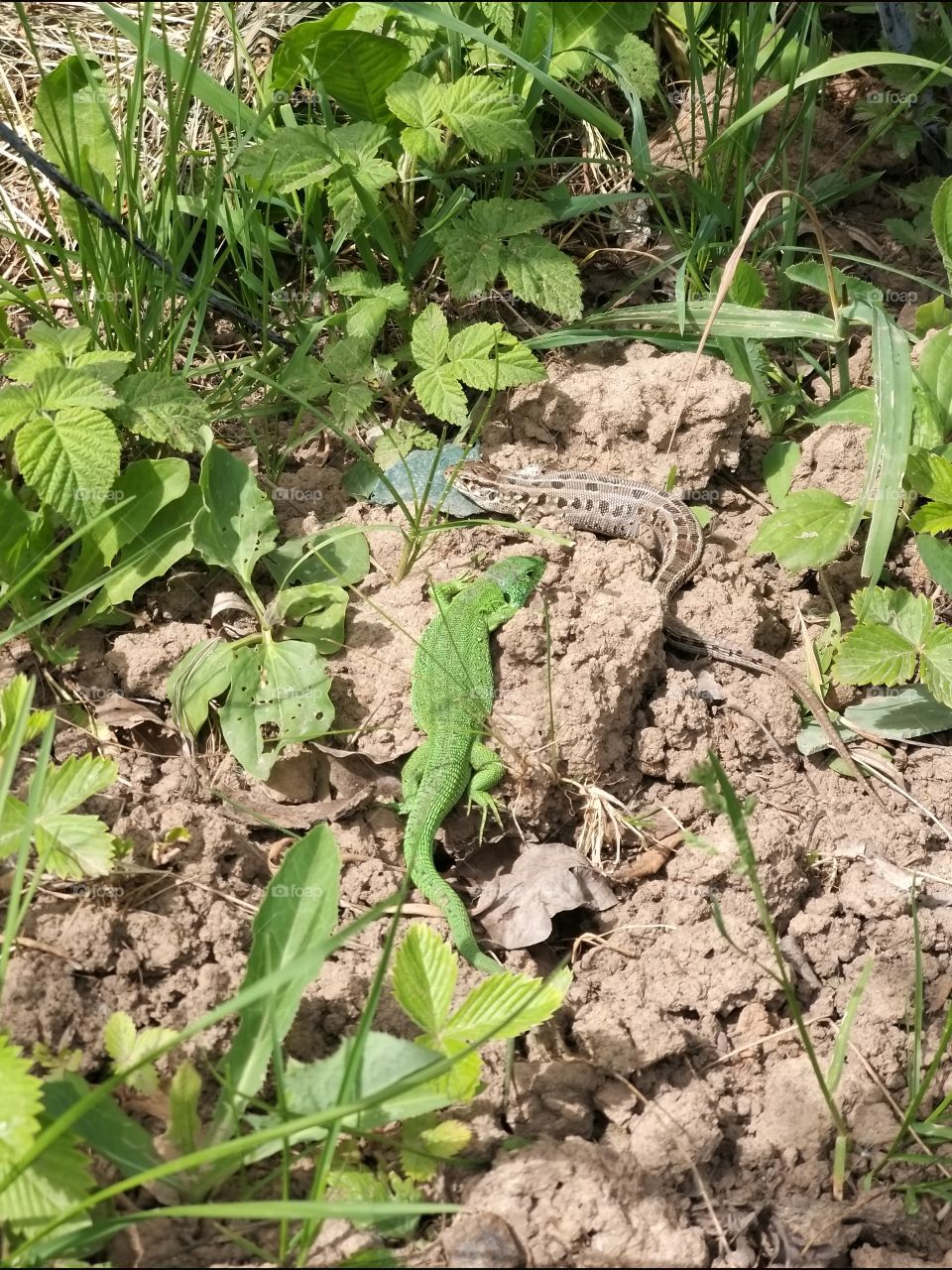 green and brown lizards crawling on the ground and grass in the garden under the trees in summer