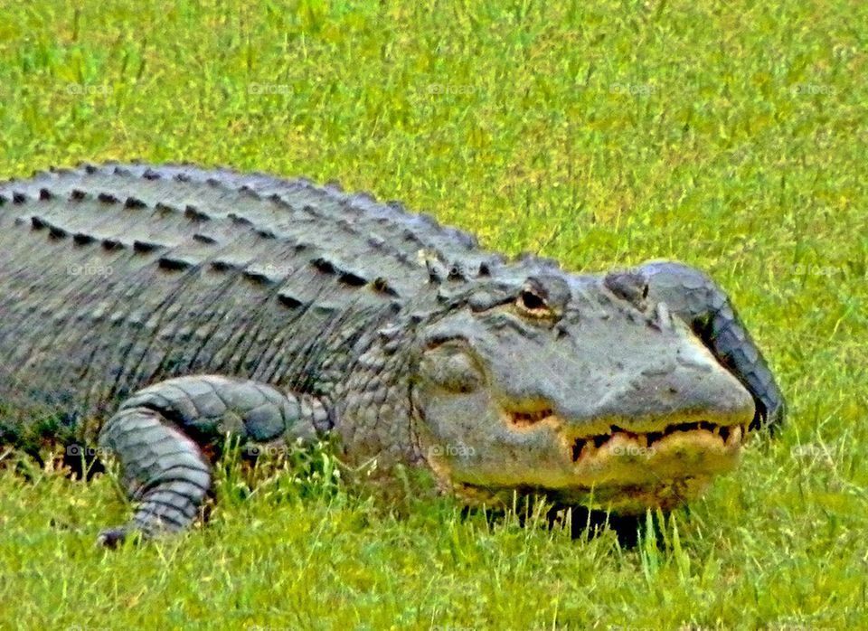 Alligator