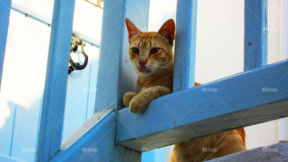 A male cat strikes a pose. He defends his home entrance at Mykonos Cyclades island Greece.
