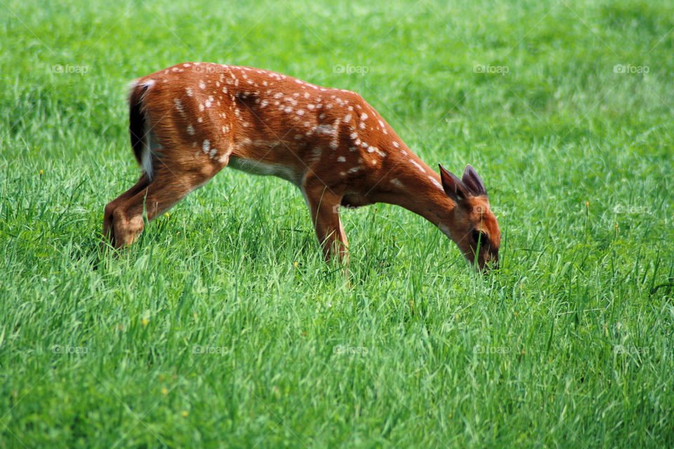Young grazing