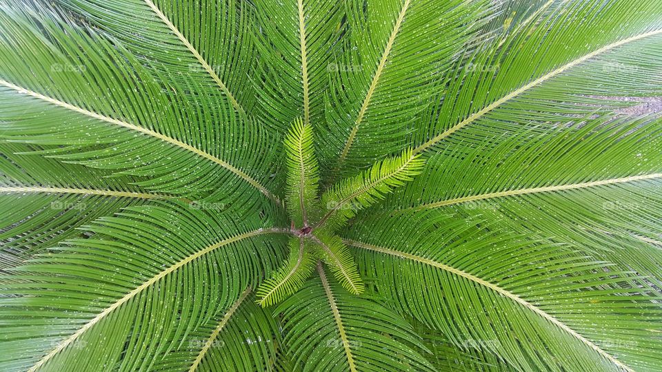 Cycad