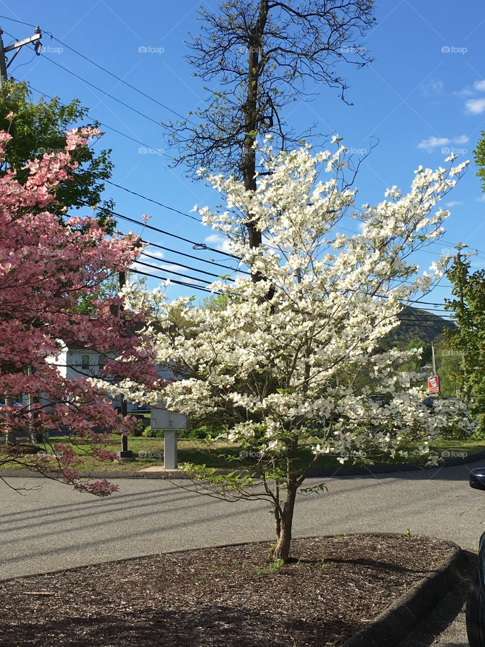 White dogwood 