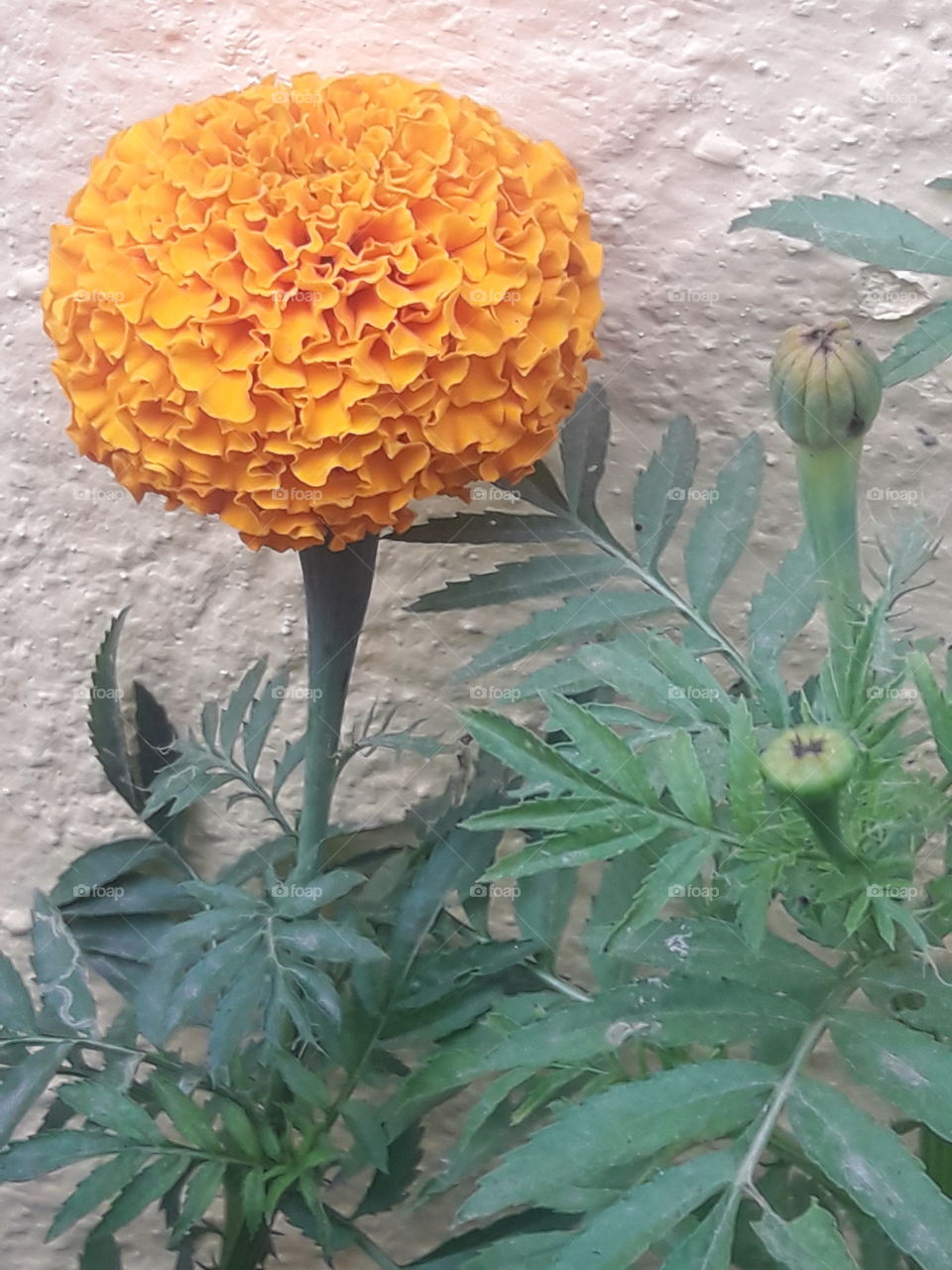 beautiful marigold flower