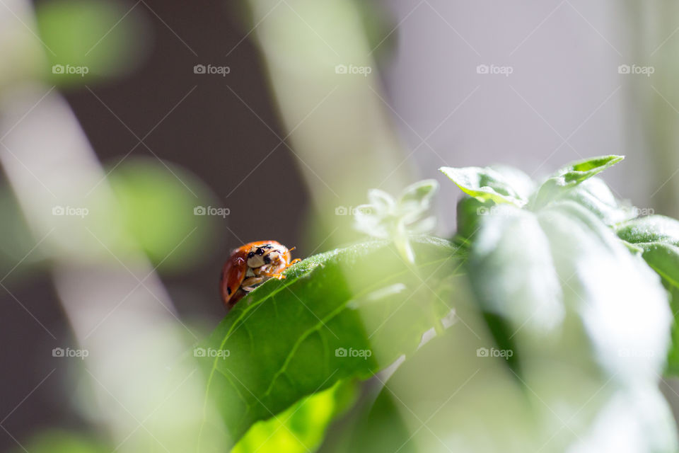 A cute ladybug on a plant