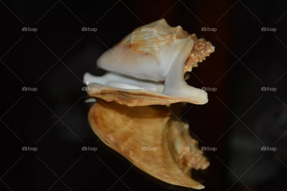 Seashell