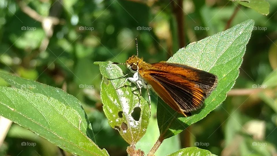 Butterfly, Insect, Nature, Leaf, No Person