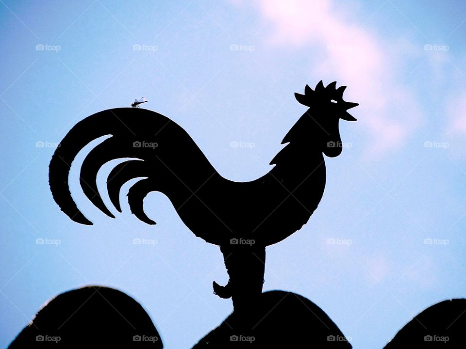 The rooster and the dragonfly