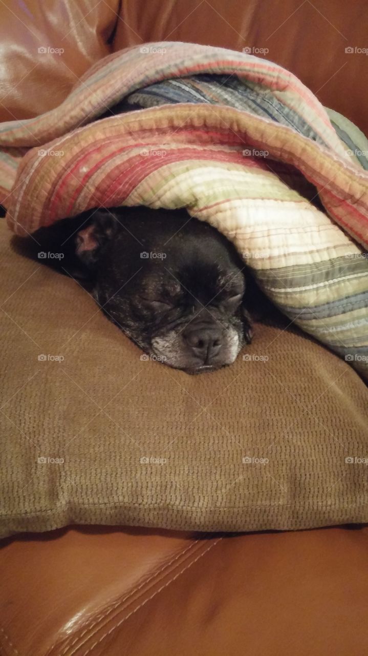 Dog, Mammal, Pet, Sleep, Animal