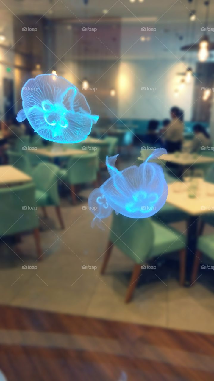 Jelly Fish in Aquarium at Restaurant