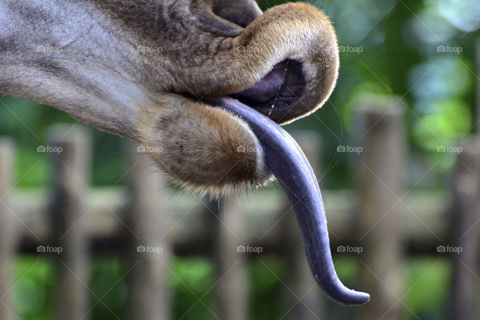 animal zoo tongue mouth by hkjohan