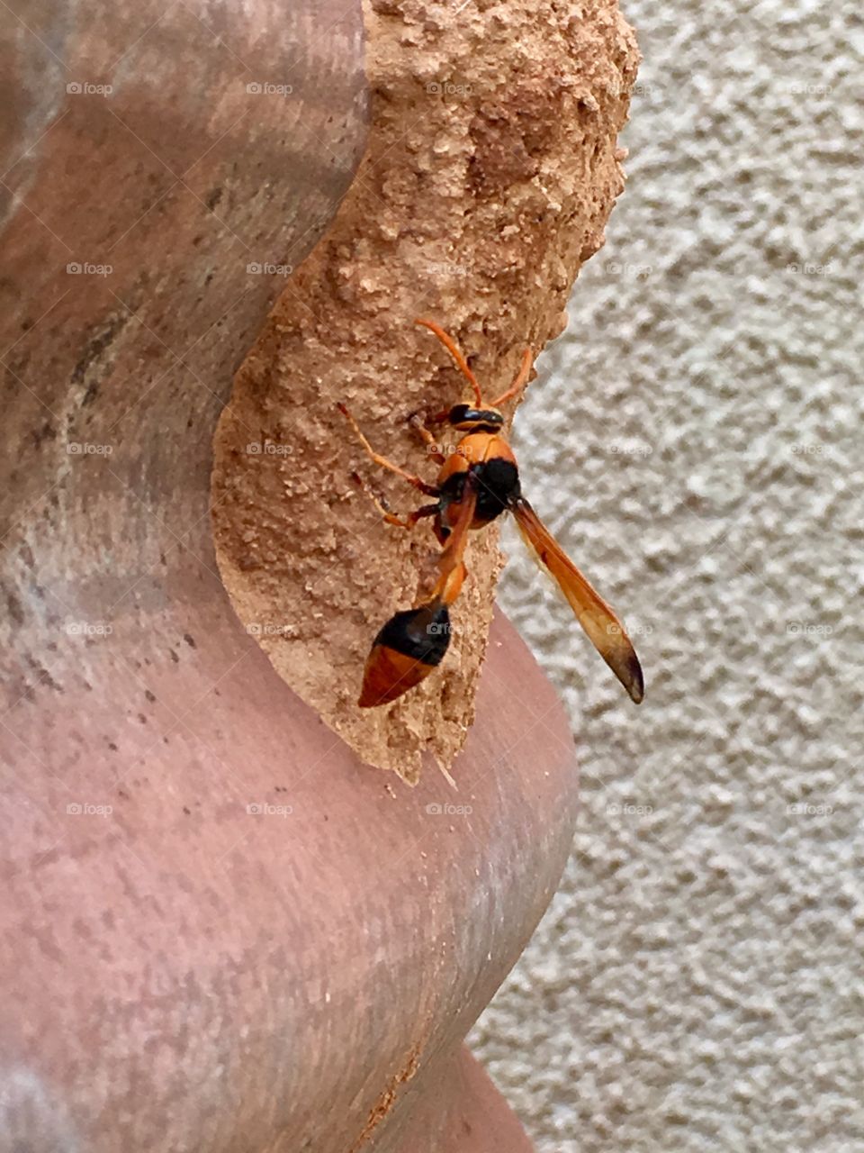 Feeding its young, orange mud wasp on mud nest attached to water drum