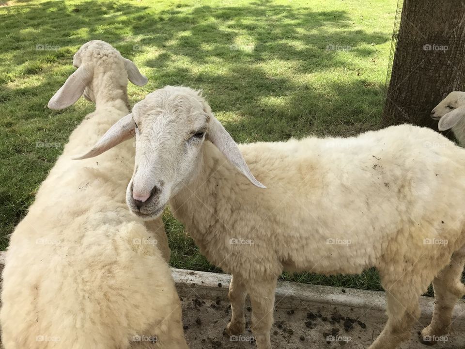 Sheep’s farm 