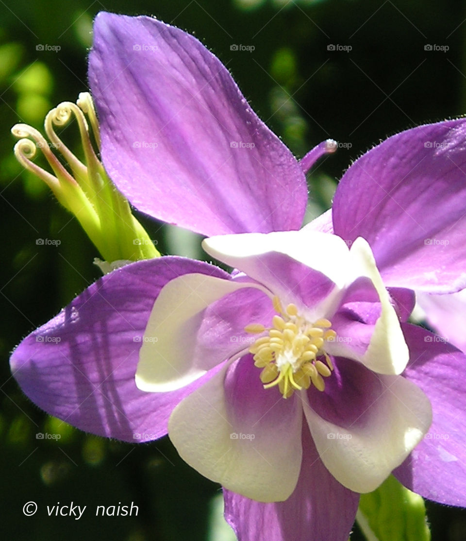 Closeup of a purple & cream Columbine shows the details & delicacy of this beautiful flower