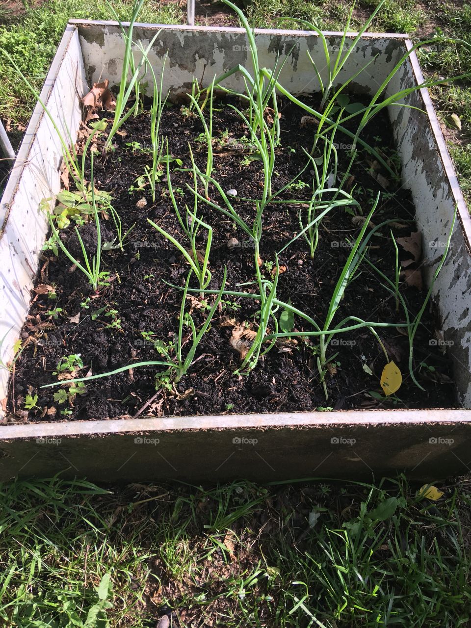 My onions are coming along really good. Soon it will be time to harvest them.yum