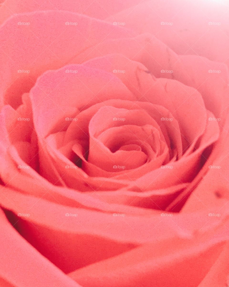 Rose in Bloom
