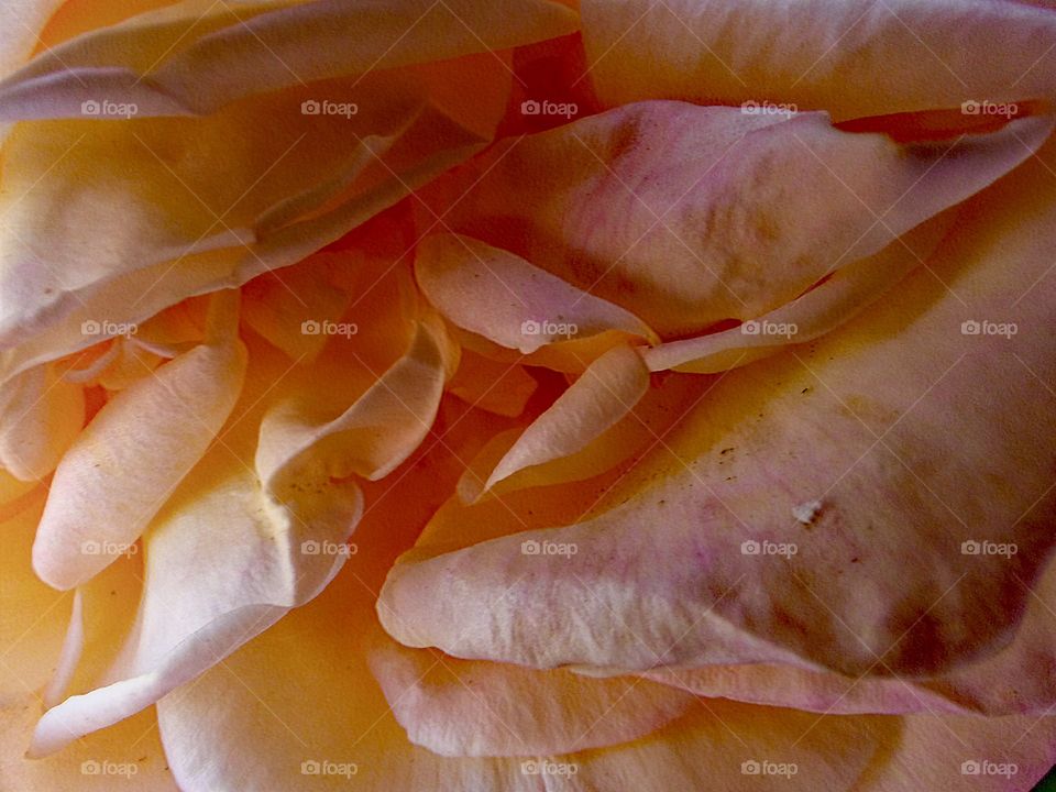 Pink Rose petals