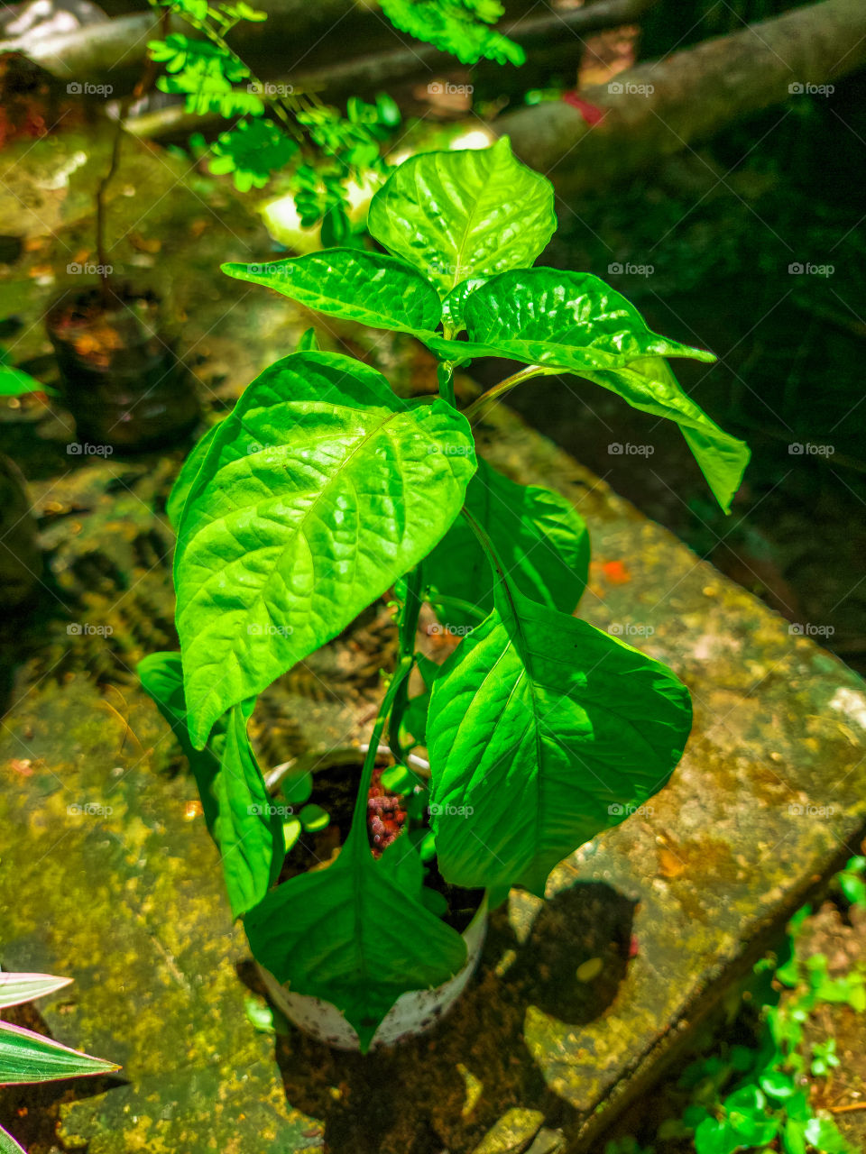 foto com ótima resolução, e editada.