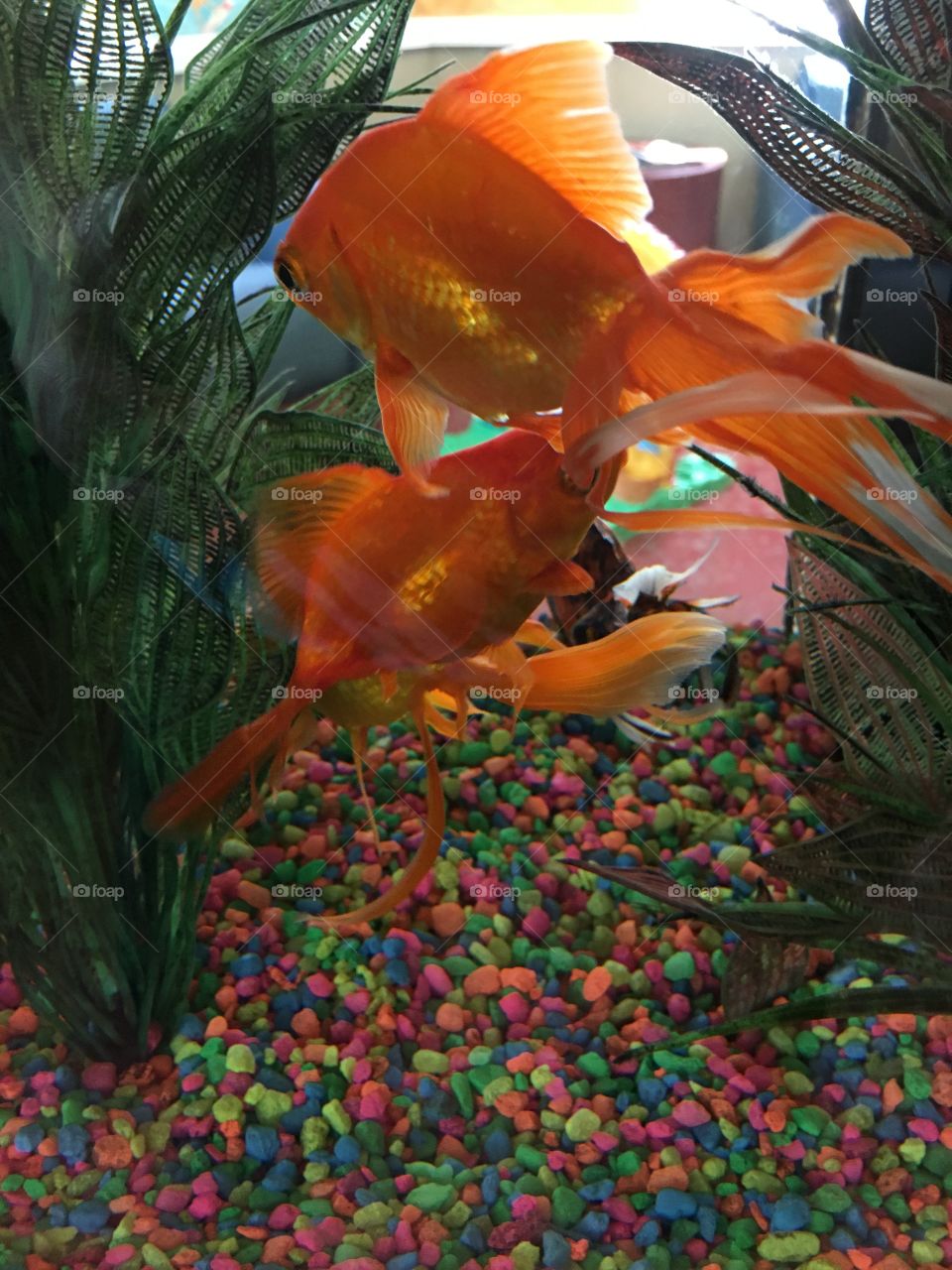 Goldfish on a mission