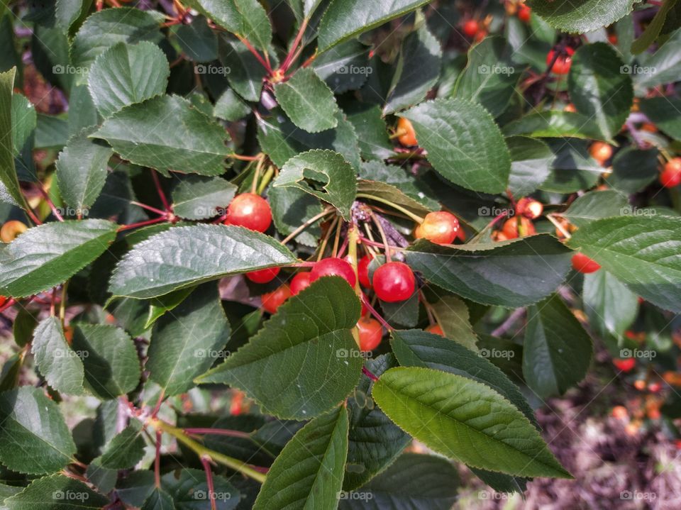 Mature cherry berry. A tree branch.