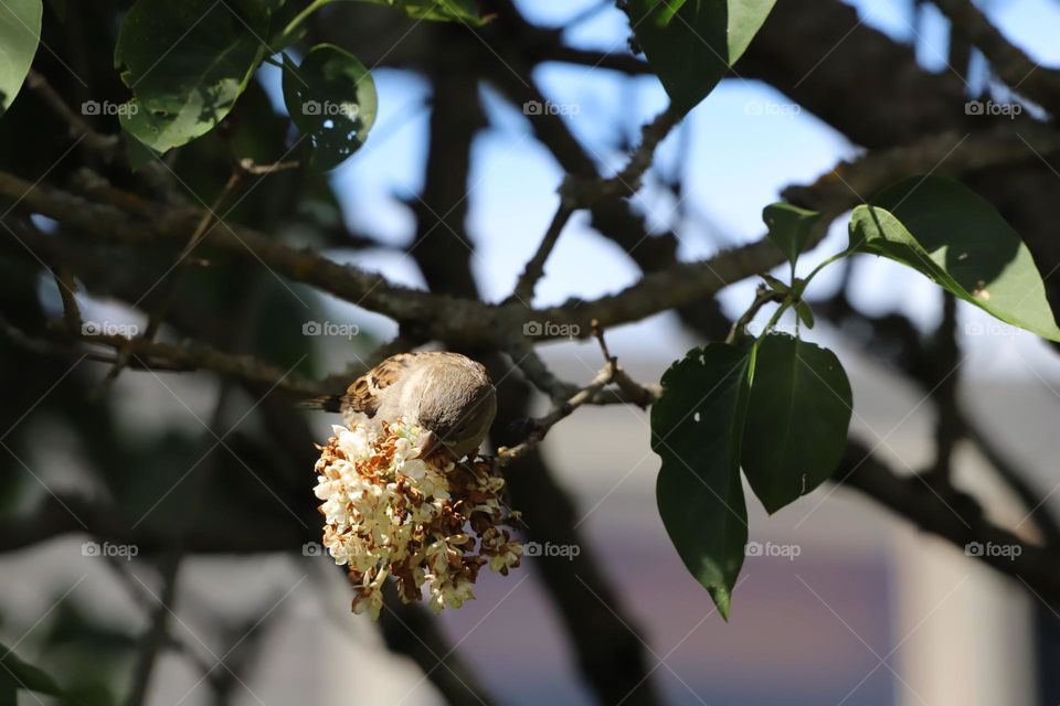 Bird feeding on lilac flowers 