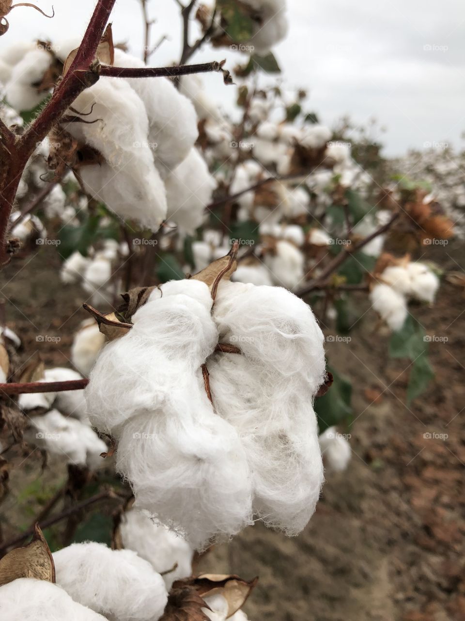 Cotton field in Missouri 