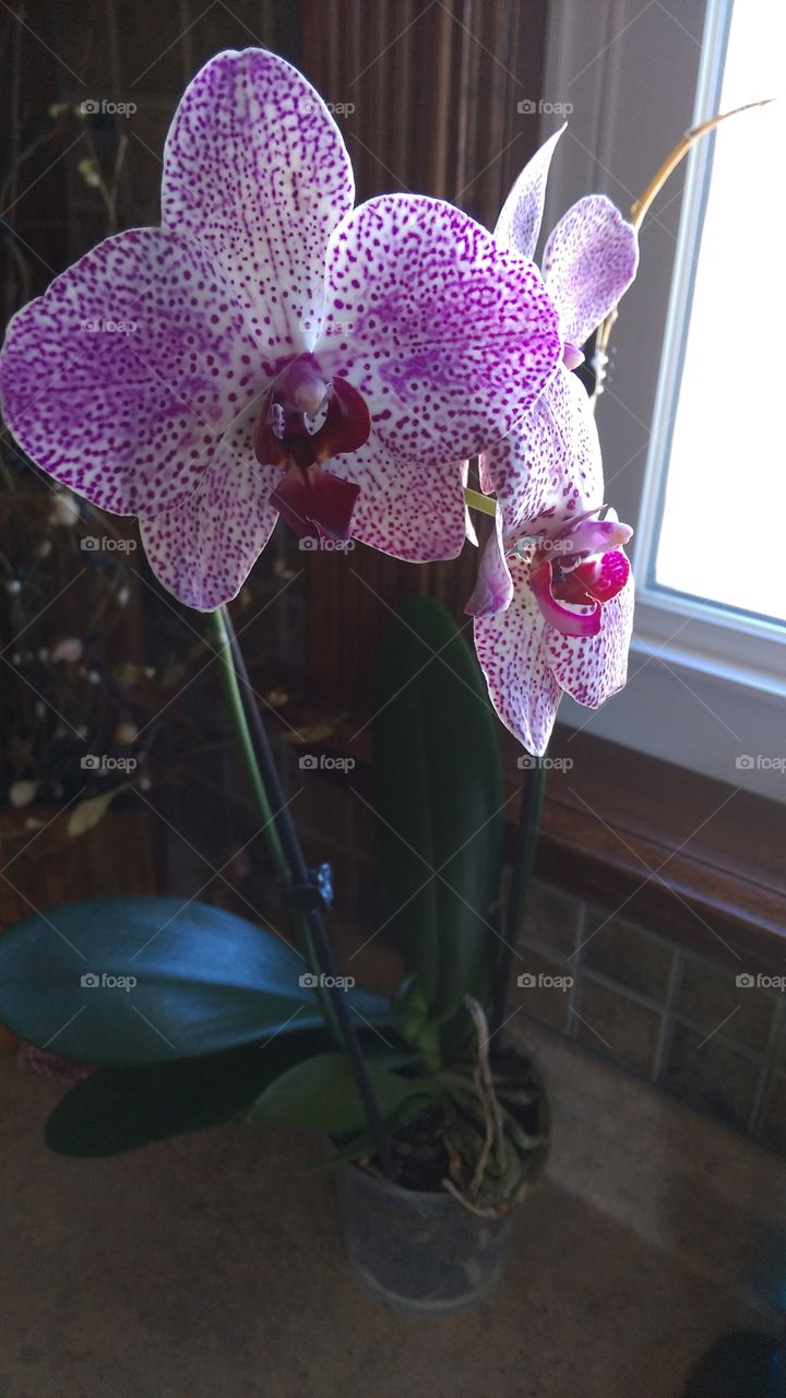 orchids. My mom's I bought for her