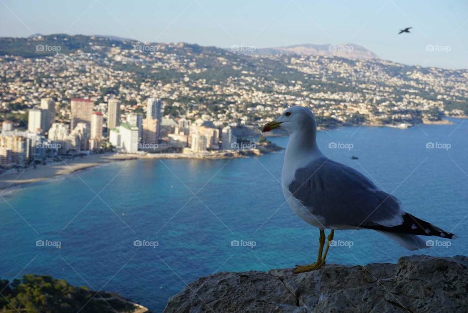 Seagull#sea#view#city