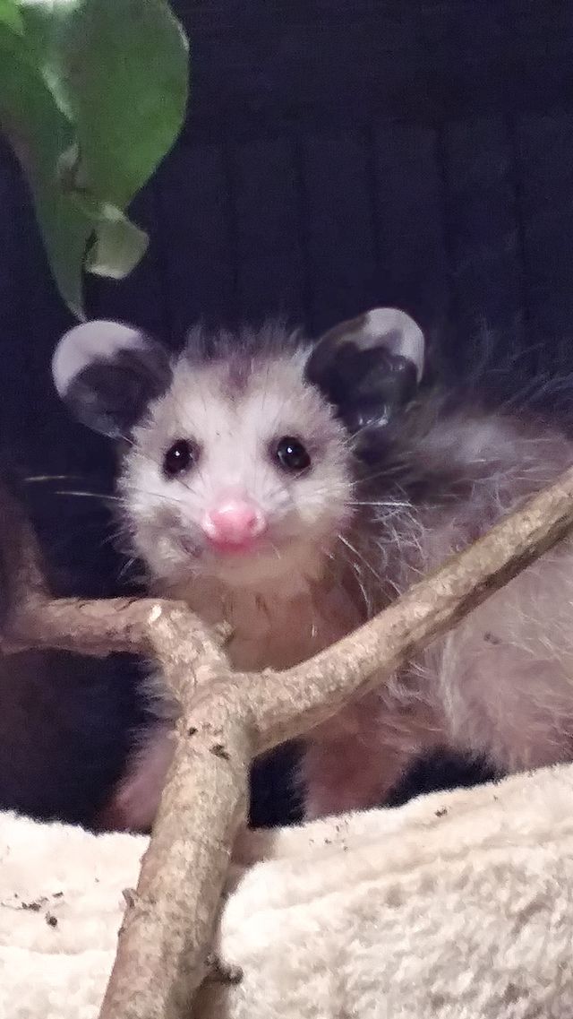 mammal