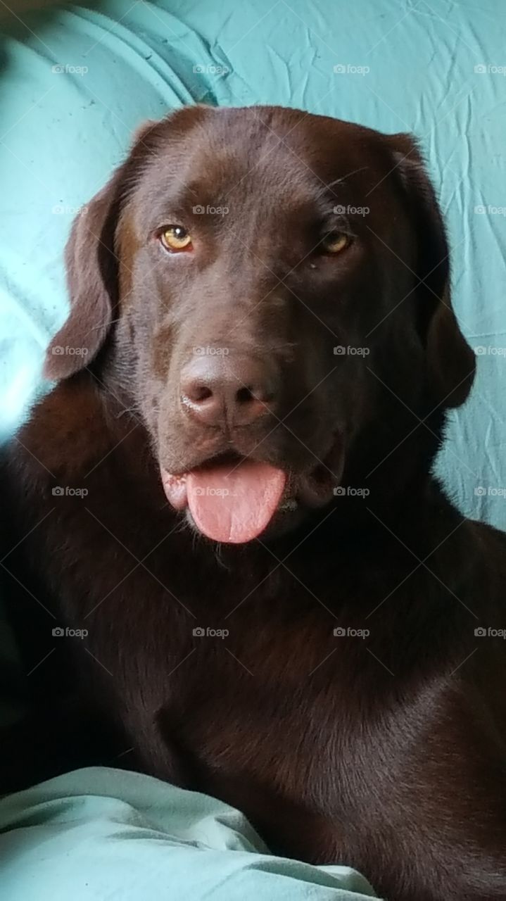 Portrait of labrador