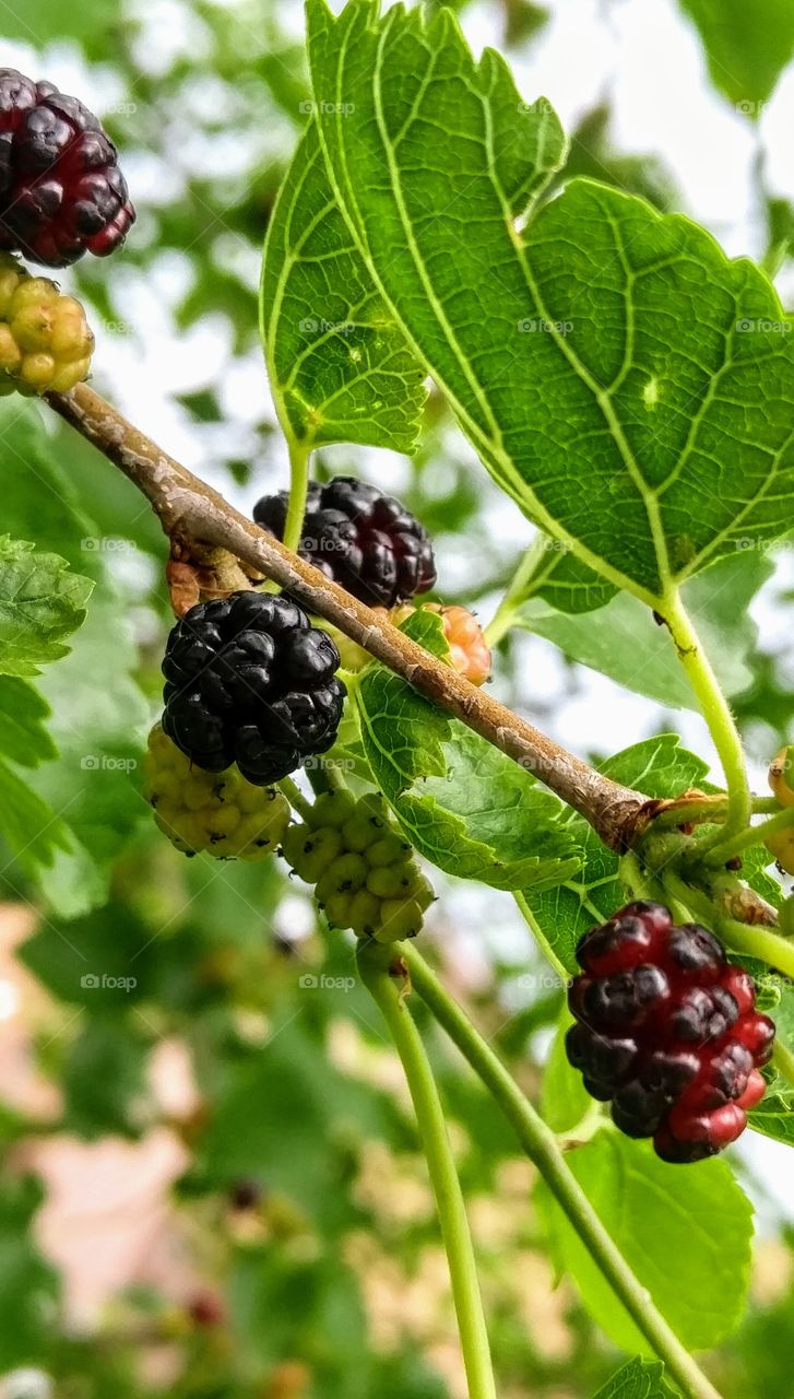 ripening mulberries on branch