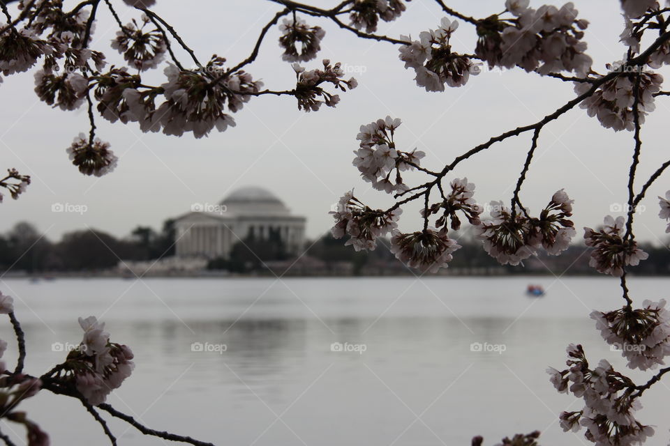 Jefferson Memorial and cherry blossoms