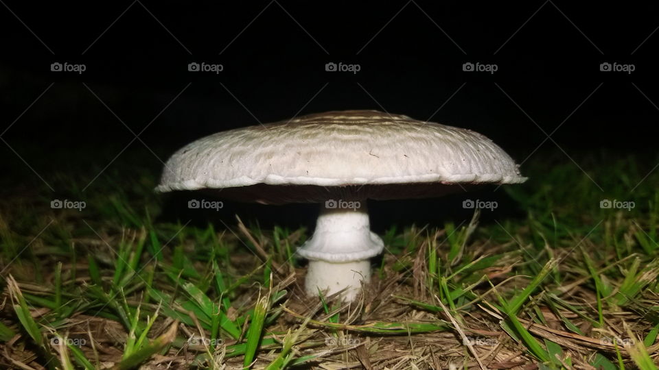 Exotic mushroom!!