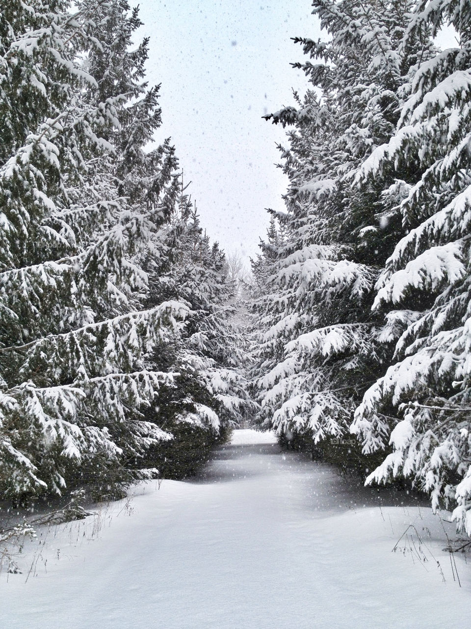 Cross country skiing