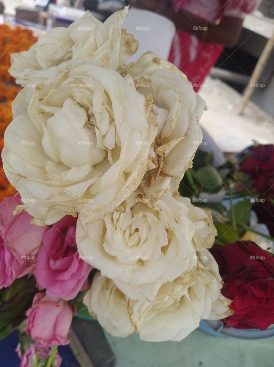 white rose flower seasonal fresh shurb small size looks very beautiful generally found everywhere