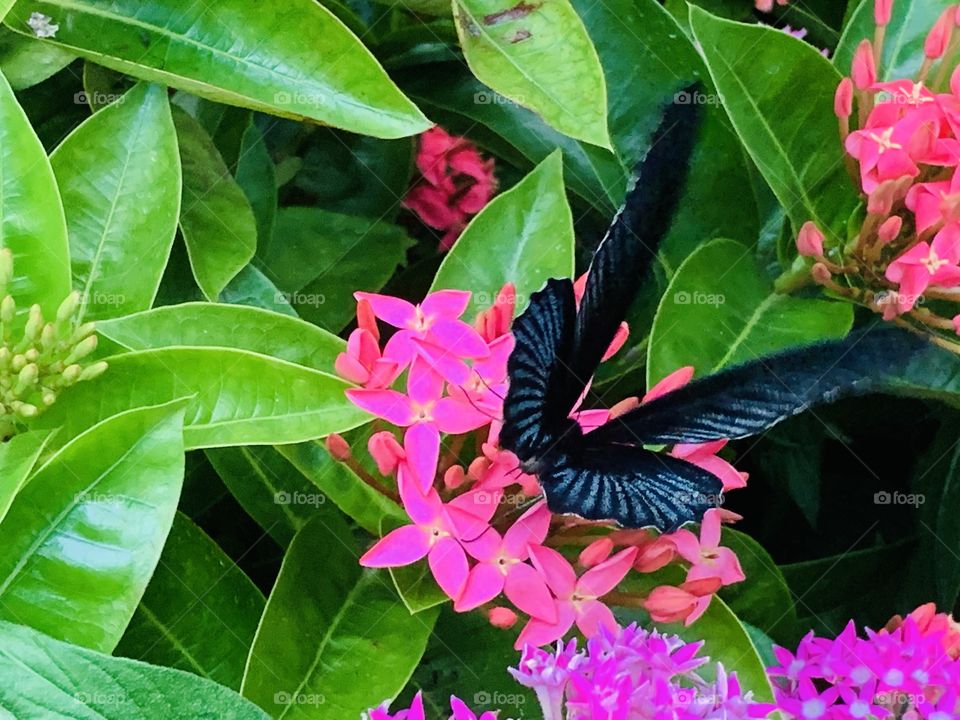 Butterfly on flowers in the Singapore airport butterfly enclosure 